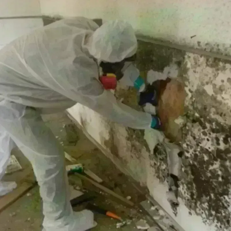 Mold Remediation and Removal in Glasscock County, TX